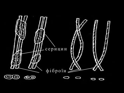 Фіброїн - основа комфортного шовкового одягу та колиска здорового сну